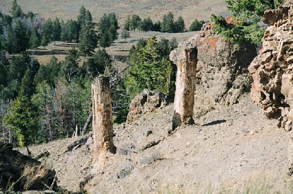 Photo of two of Yellowstone's approx. 5k-year-old petrified trees.