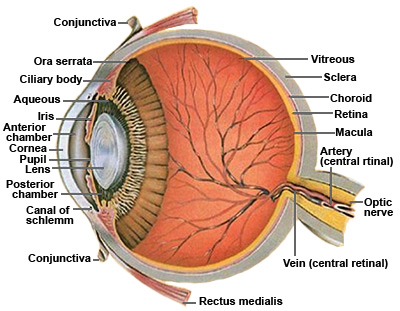 Anatomy of the human eye; see rsr.org/eye for more