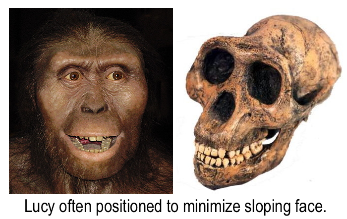 Photos of Lucy's sloping skull and recreation that minimizes that chimp-like feature...