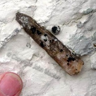 Photo of belemnite bone excavated from allegedly slowly deposited limestone