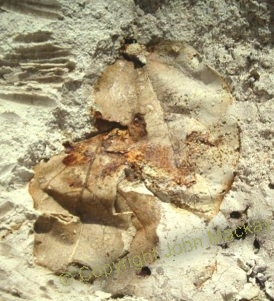 Photo of polystrate leaves buried in diatomaceous earth