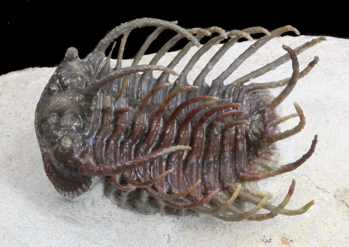 Photo of one of countless 3D trilobite fossils excavated from allegedly slowly-deposited limestone