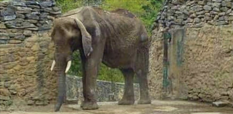 Ruperta the emaciated Caricuao Zoo elephant 