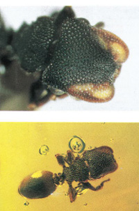 Apparently identical living and amber-fossilized unique ant species zacryptocerus aztecus